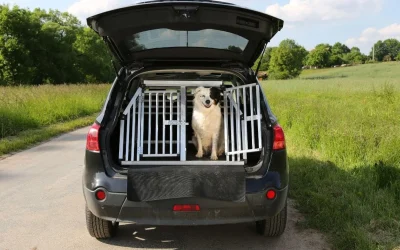 Grille de séparation pour chien : guide d’achat et installation dans le coffre